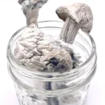 penis envy mushroom