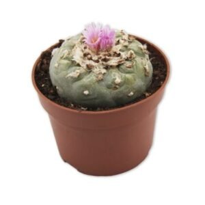 Peyote Cactus Lophophora