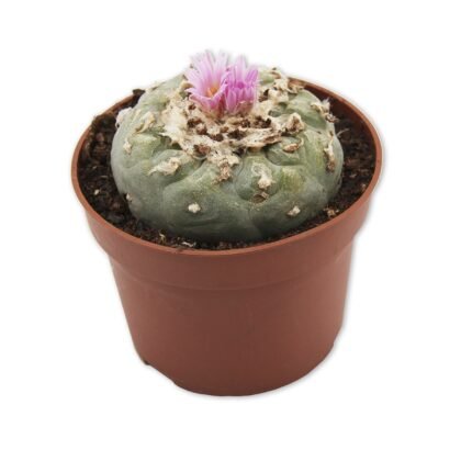 Peyote Cactus Lophophora