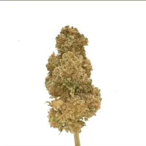 monster glue