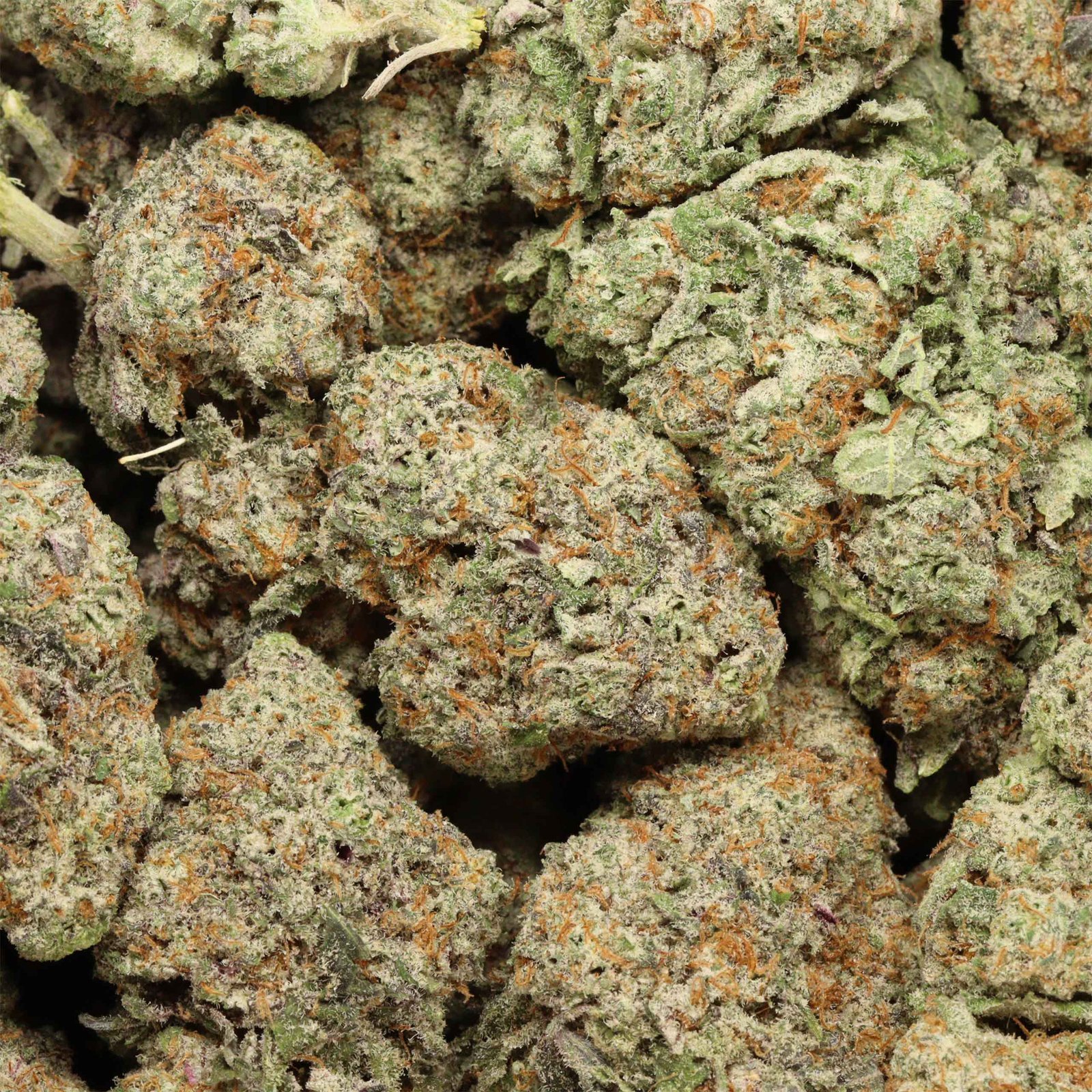 maui waui strain - Image 2