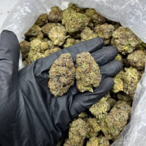 sherbanger strain