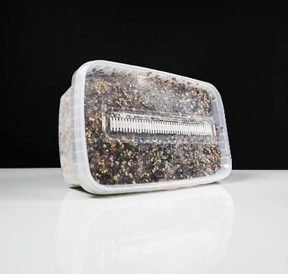 Golden Teacher Magic Mushroom Paddo Grow Kit - Image 4