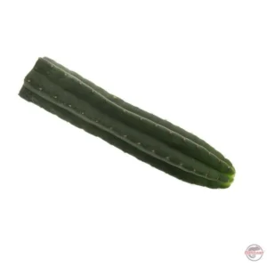 san pedro kaktus