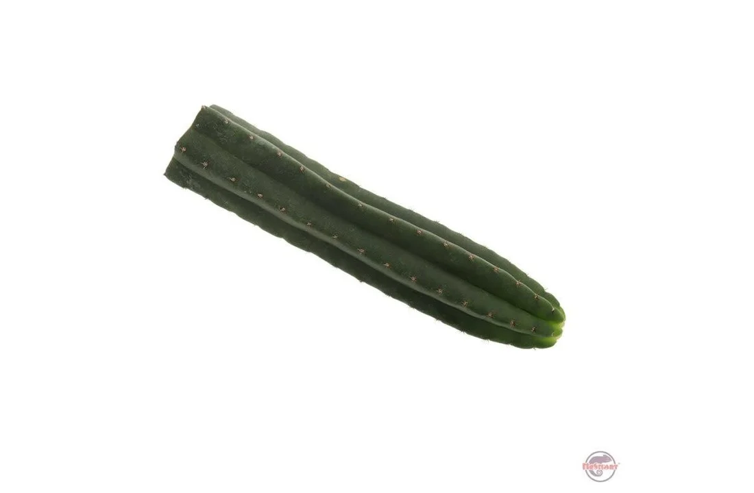 san pedro kaktus
