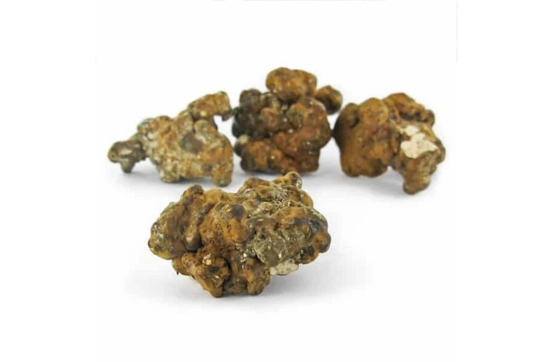 hollandia magic truffle